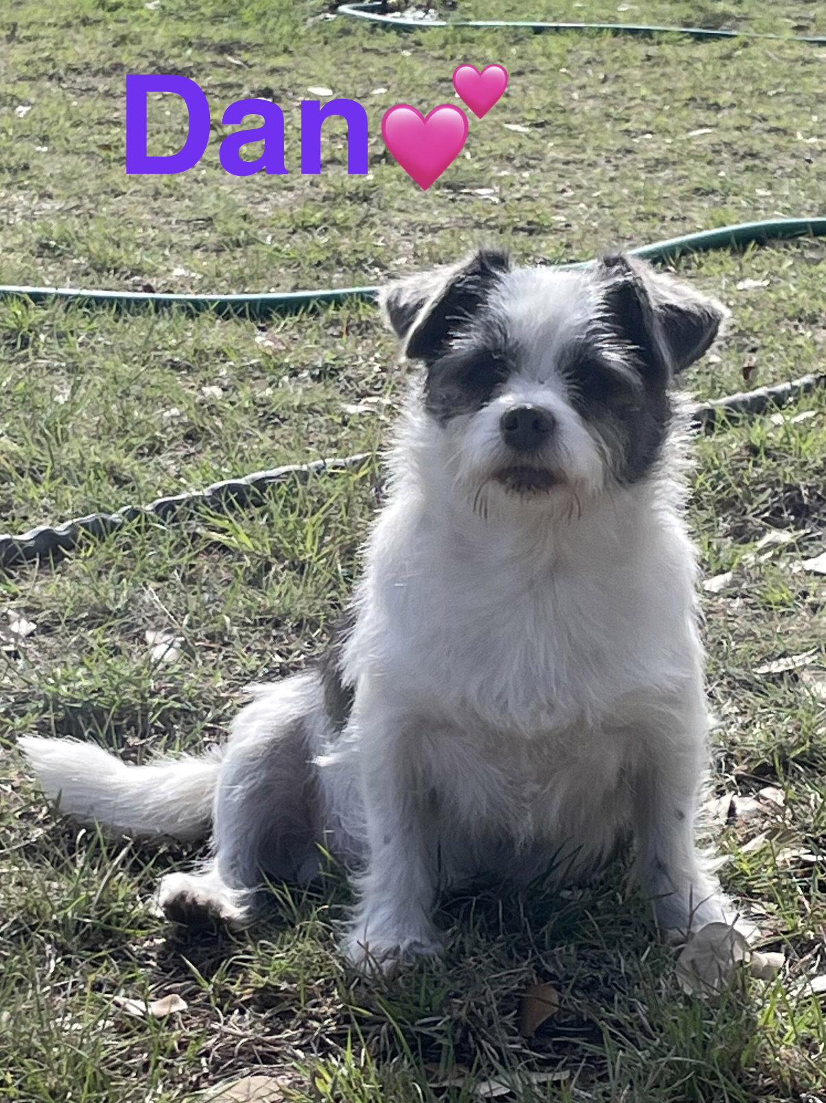 Enlarge Dan, a Adopted Chinese Crested Dog in Pipe Creek, TX image 2/3