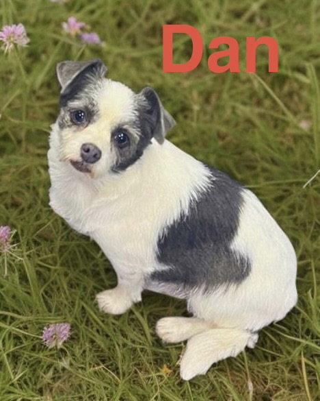 Enlarge Dan, a Adopted Chinese Crested Dog in Pipe Creek, TX image 3/3