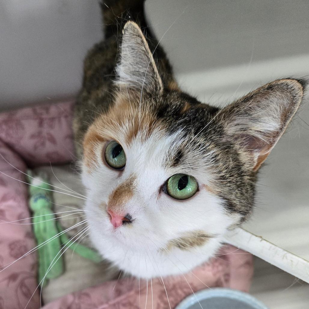 Amelia, Adoptable, Adult Female Domestic Medium Hair.