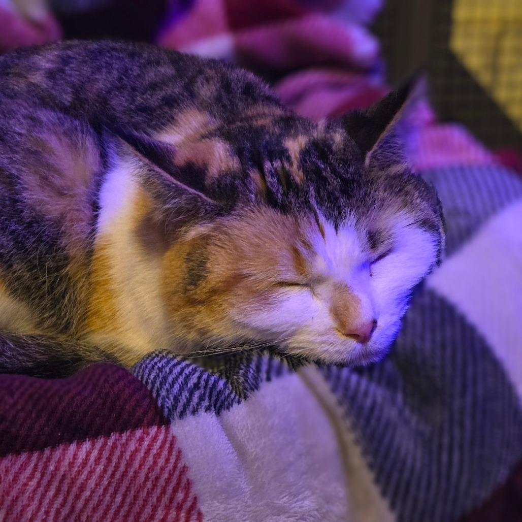 Amelia, Adoptable, Adult Female Domestic Medium Hair.