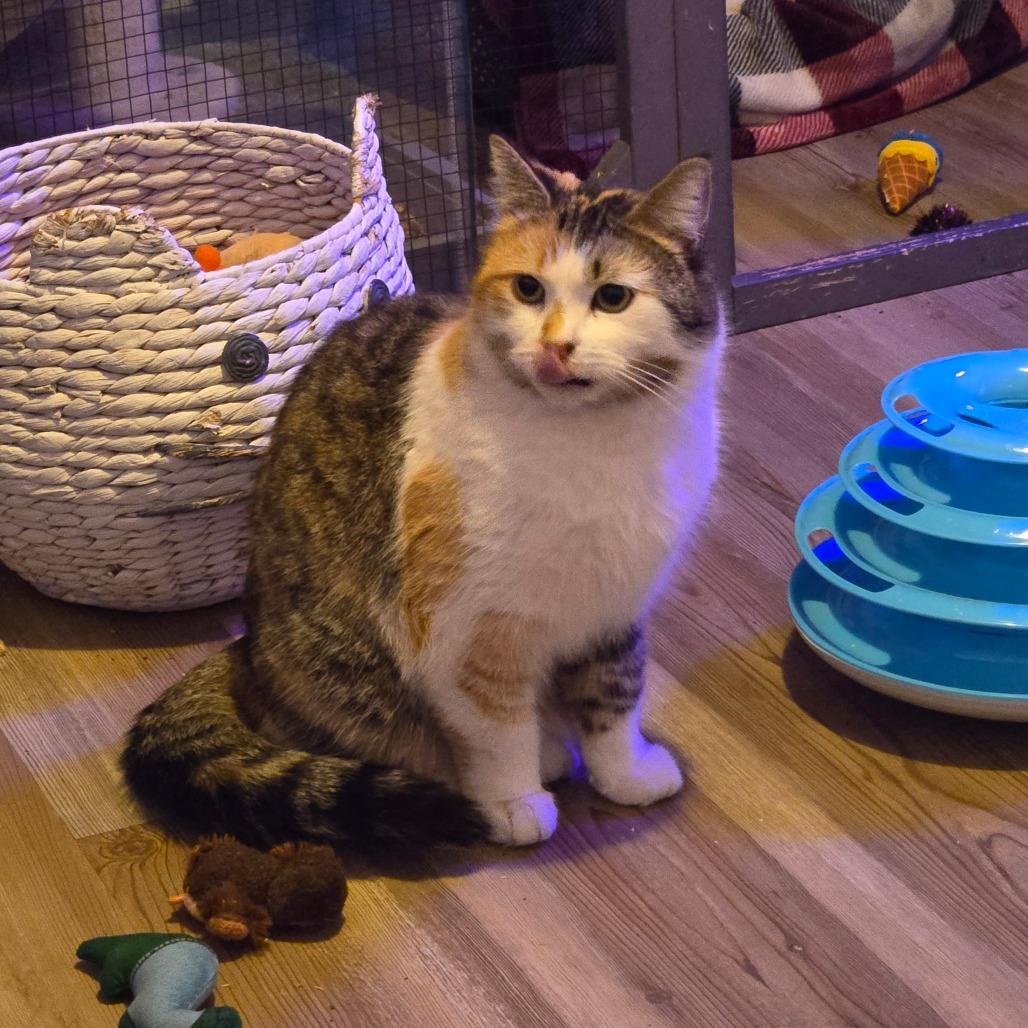 Enlarge Amelia, a Adoptable Domestic Medium Hair in Ephrata, PA image 2/5