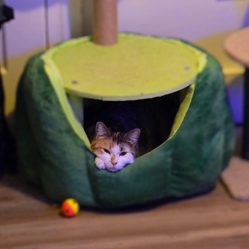 Enlarge Amelia, a Adoptable Domestic Medium Hair in Ephrata, PA image 3/5