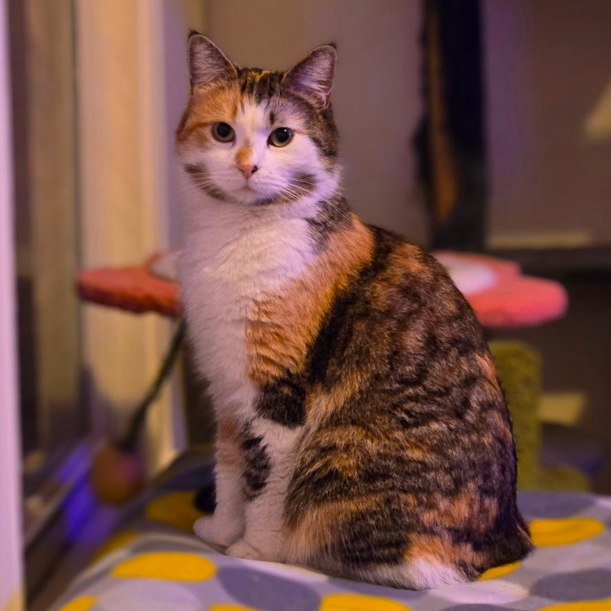 Enlarge Amelia, a Adoptable Domestic Medium Hair in Ephrata, PA image 4/5