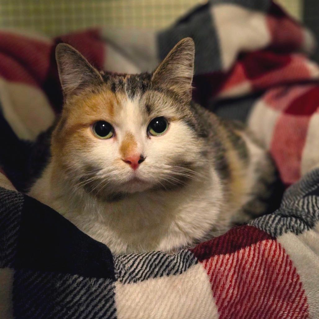 Enlarge Amelia, a Adoptable Domestic Medium Hair in Ephrata, PA image 6/6