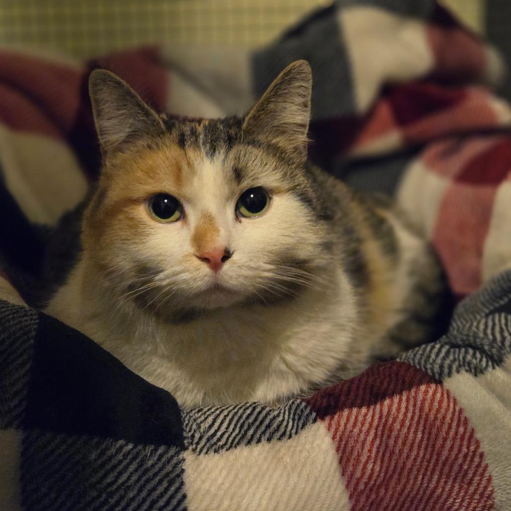 Enlarge Amelia, a Adoptable Domestic Medium Hair in Ephrata, PA image 5/5