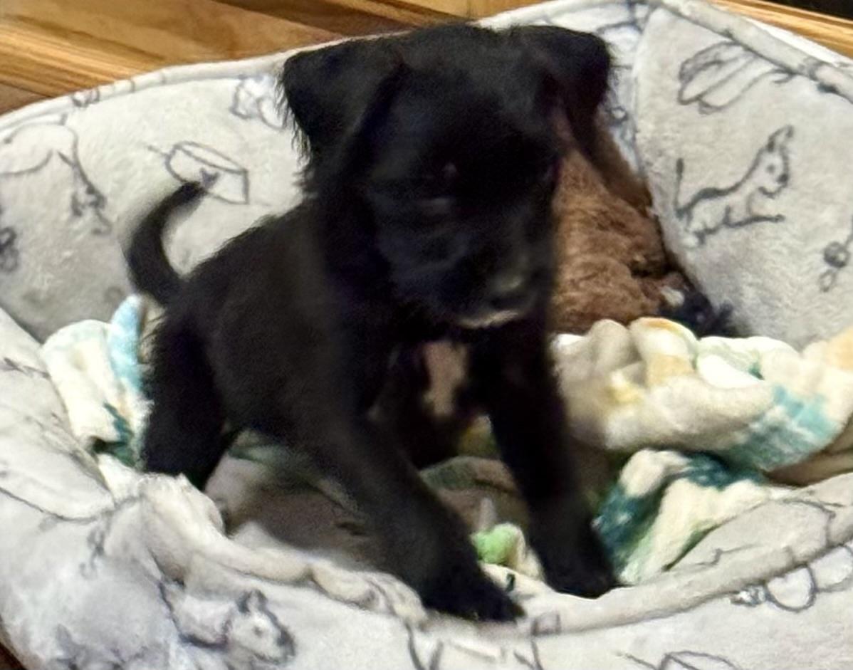 Licorice, a ADOPTABLE mixed breed in Baker, LA image 1/5