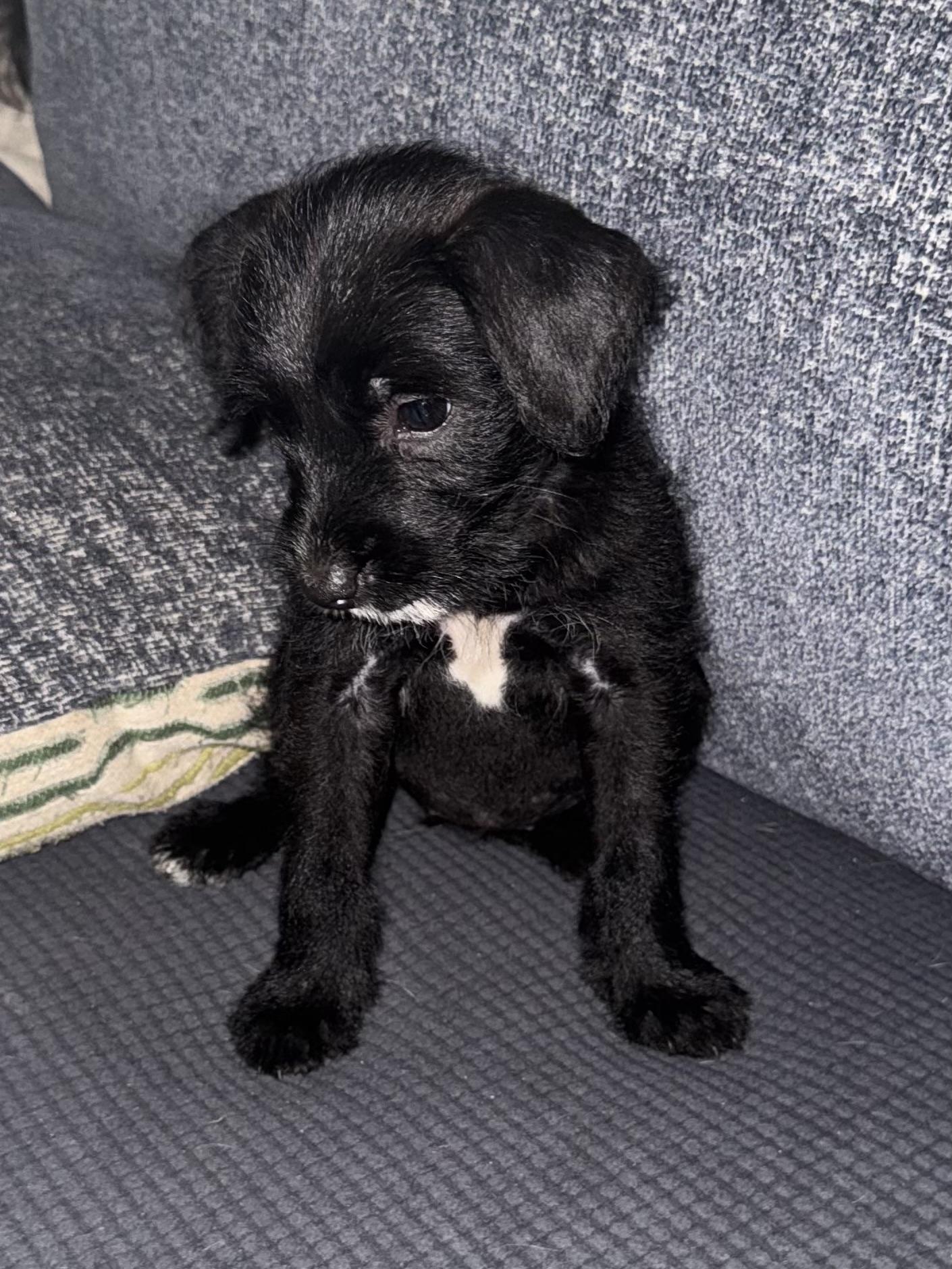 Licorice, a ADOPTABLE mixed breed in Baker, LA image 2/5
