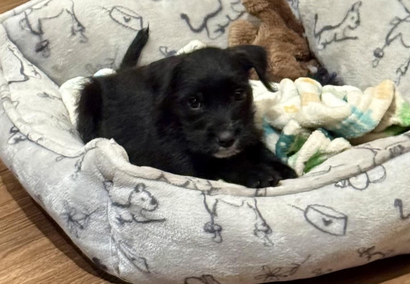 Licorice, a ADOPTABLE mixed breed in Baker, LA image 3/5