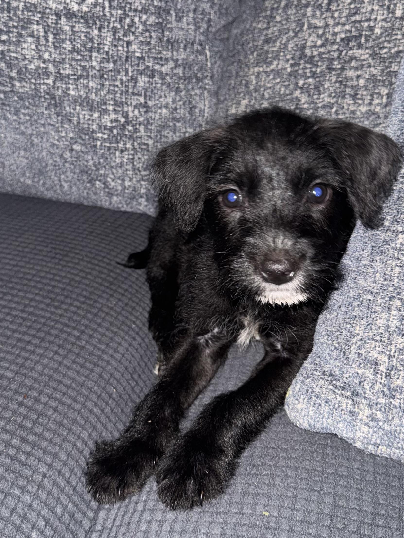 Licorice, a ADOPTABLE mixed breed in Baker, LA image 5/5