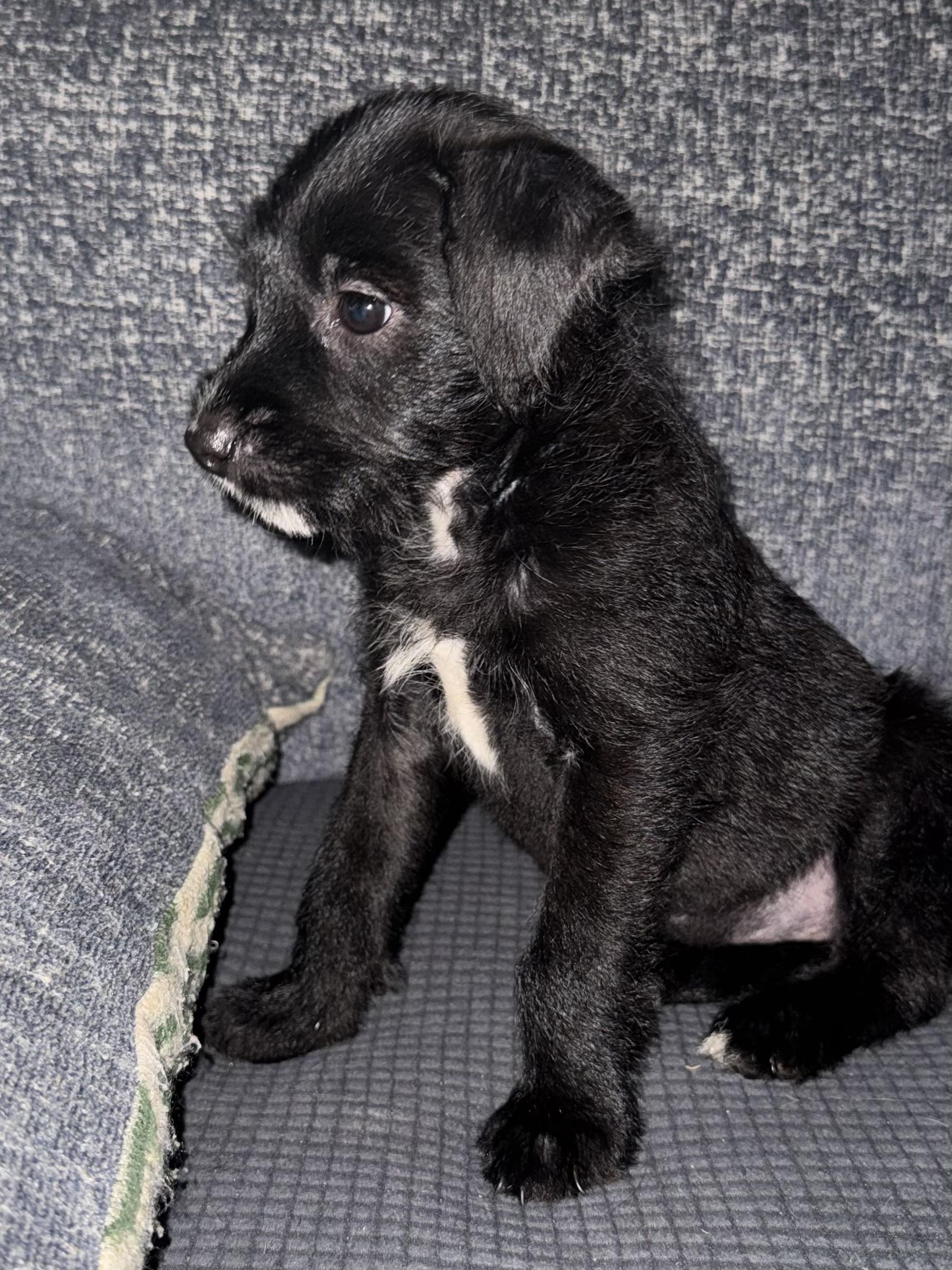 Licorice, a ADOPTABLE mixed breed in Baker, LA image 4/5