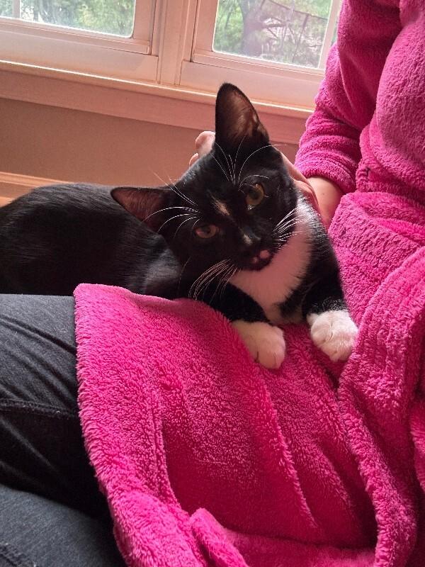 Mitz, Adoptable, Kitten Male Domestic Short Hair.