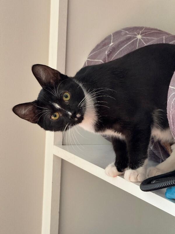 Enlarge Mitz, a Adoptable Domestic Short Hair in Colmar, PA image 2/5