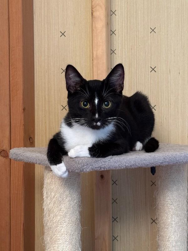 Enlarge Mitz, a Adoptable Domestic Short Hair in Colmar, PA image 3/5