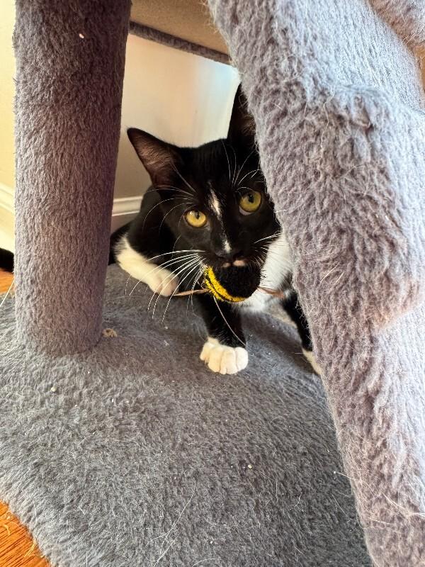 Enlarge Mitz, a Adoptable Domestic Short Hair in Colmar, PA image 4/5