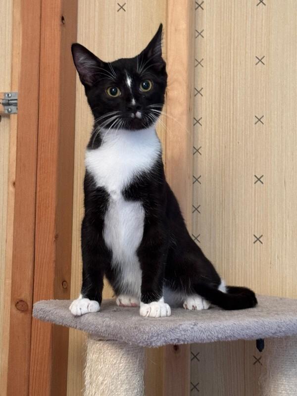 Enlarge Mitz, a Adoptable Domestic Short Hair in Colmar, PA image 5/5