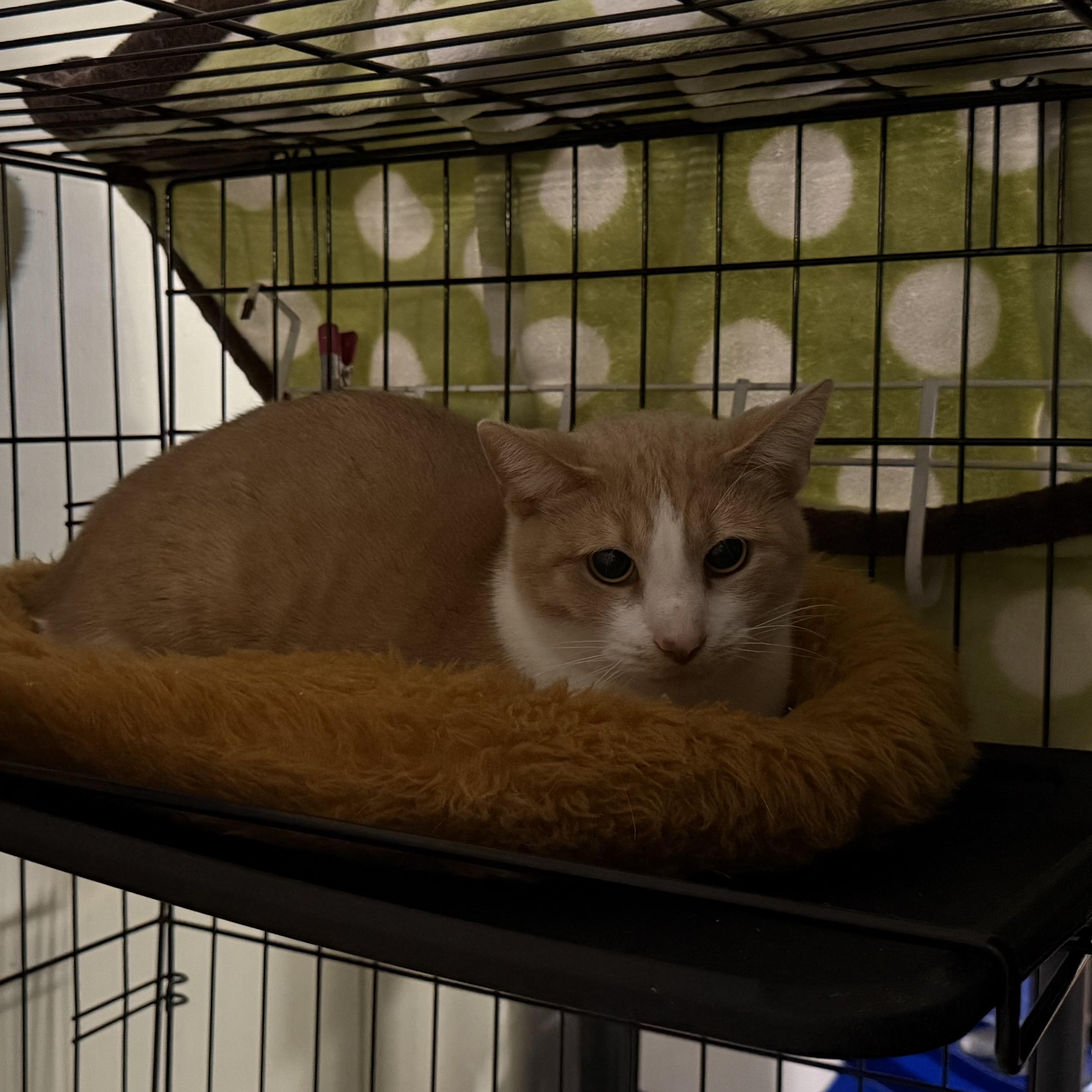 Enlarge Little bit , a ADOPTABLE Domestic Short Hair in Dyersburg, TN image 2/2