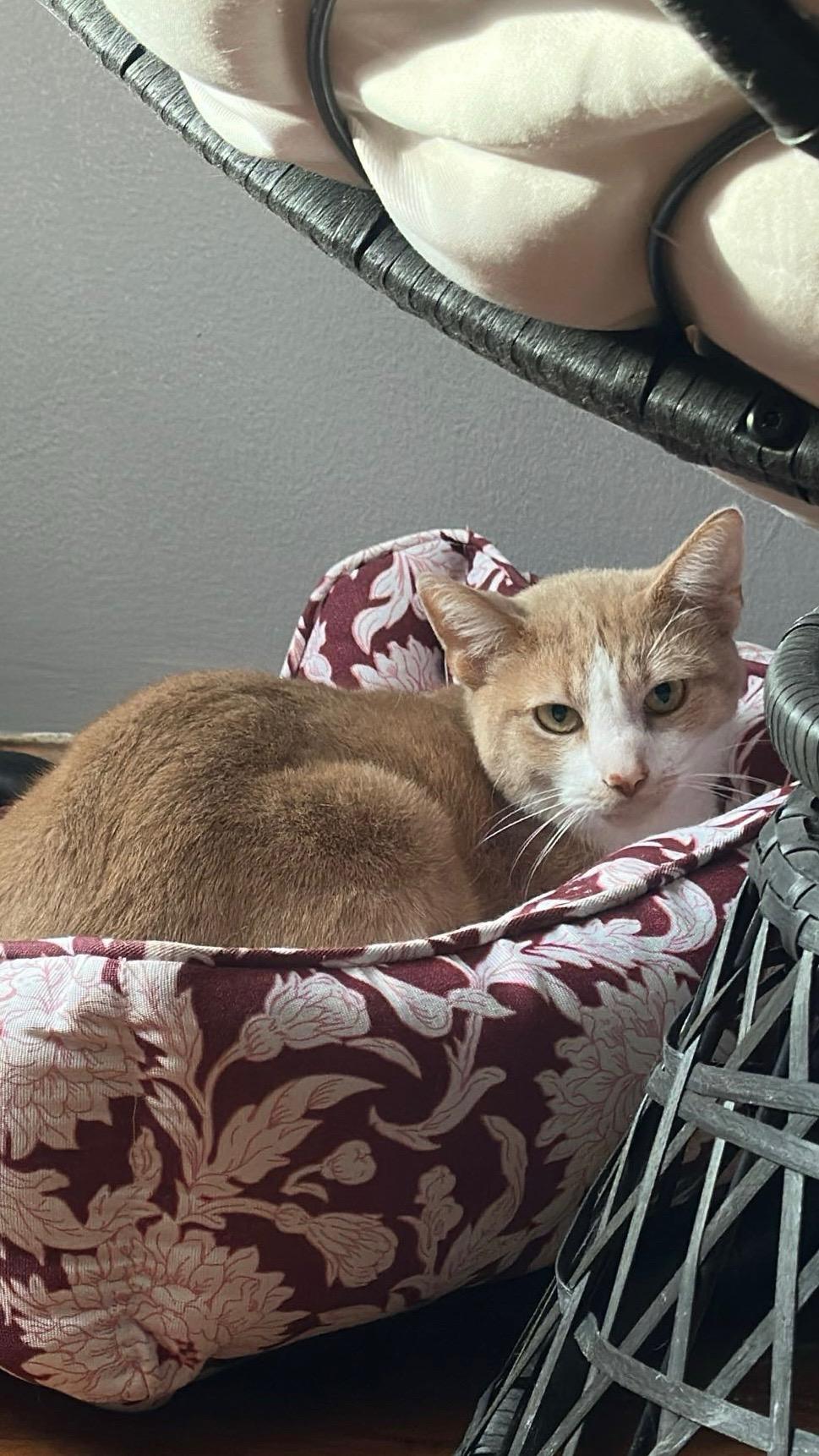Enlarge Little bit , a ADOPTABLE Domestic Short Hair in Dyersburg, TN image 3/6