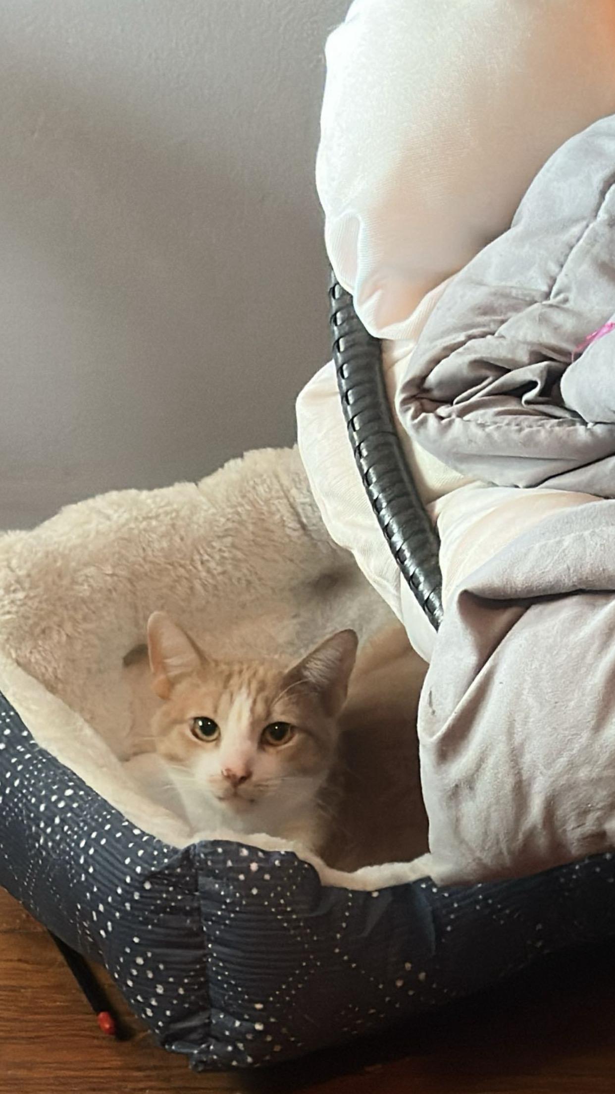Enlarge Little bit , a ADOPTABLE Domestic Short Hair in Dyersburg, TN image 5/6