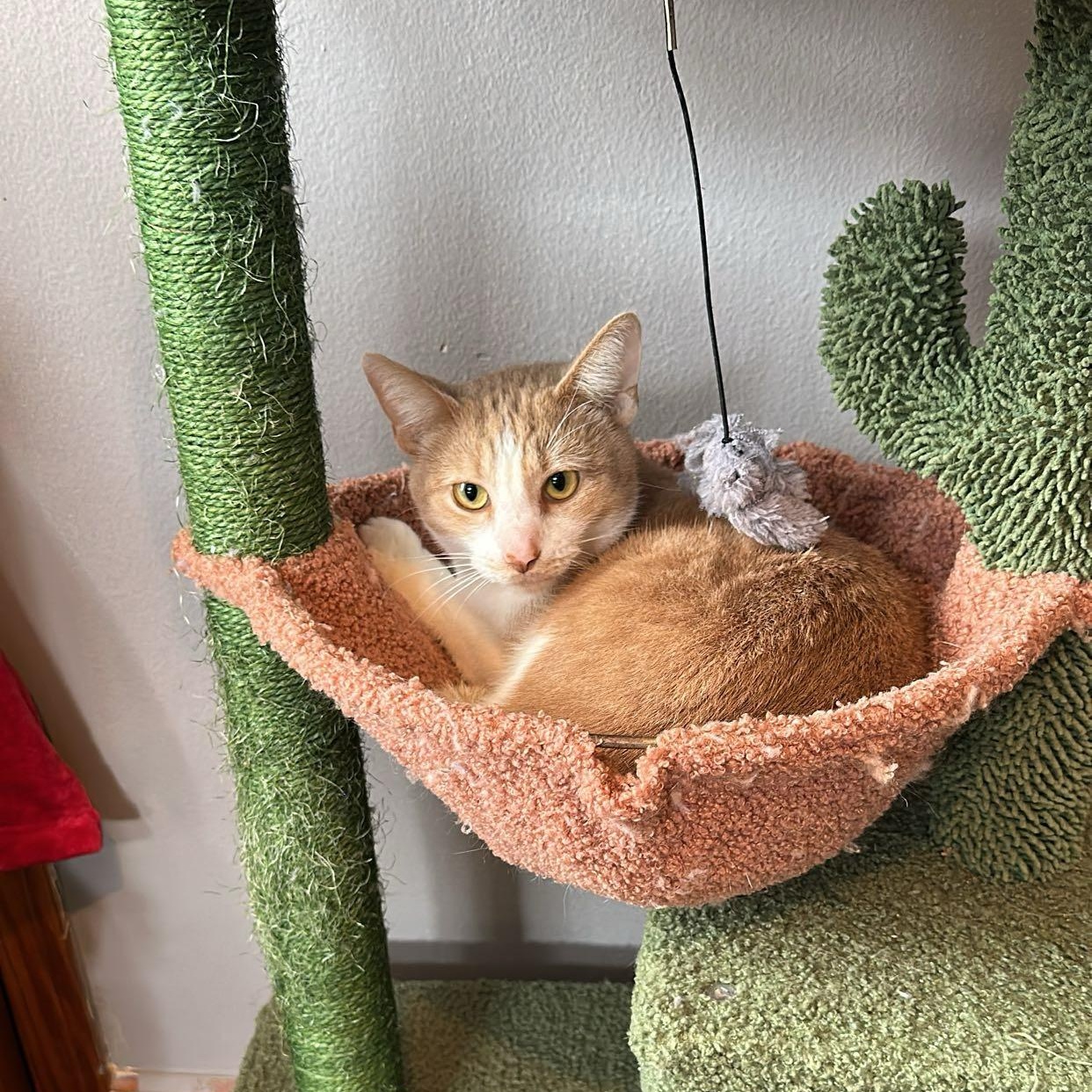 Enlarge Little bit , a ADOPTABLE Domestic Short Hair in Dyersburg, TN image 1/2