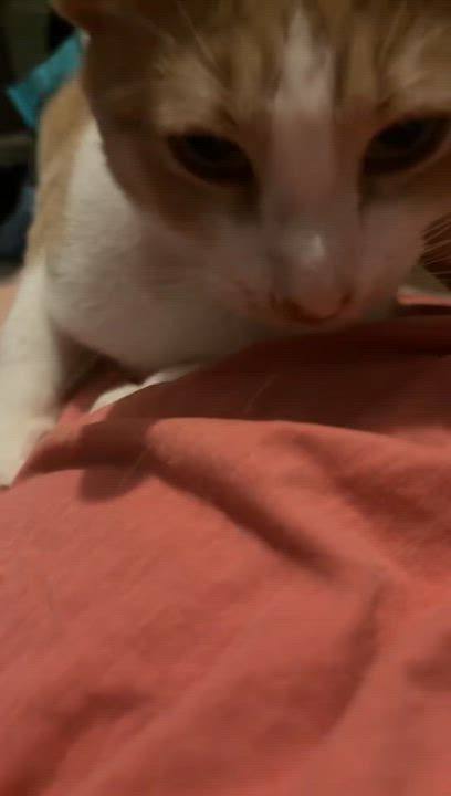 Enlarge Little bit , a ADOPTABLE Domestic Short Hair in Dyersburg, TN video 6/6