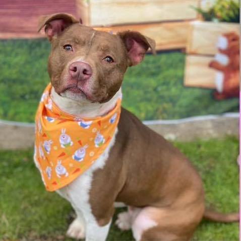 Enlarge Romeo, a Adoptable Staffordshire Bull Terrier in Montrose, PA image 1/2