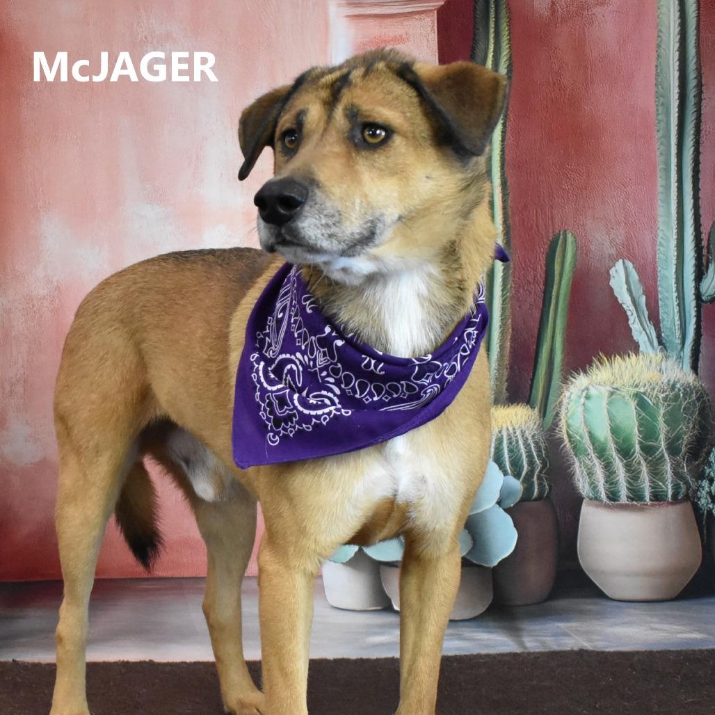 McJager, Adoptable, Adult Male Shepherd & Mixed Breed.