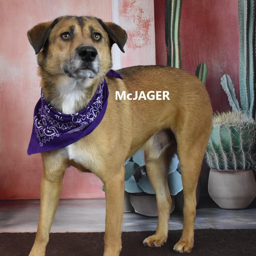 Enlarge McJager, a Adoptable mixed breed in Yuma, AZ image 2/5
