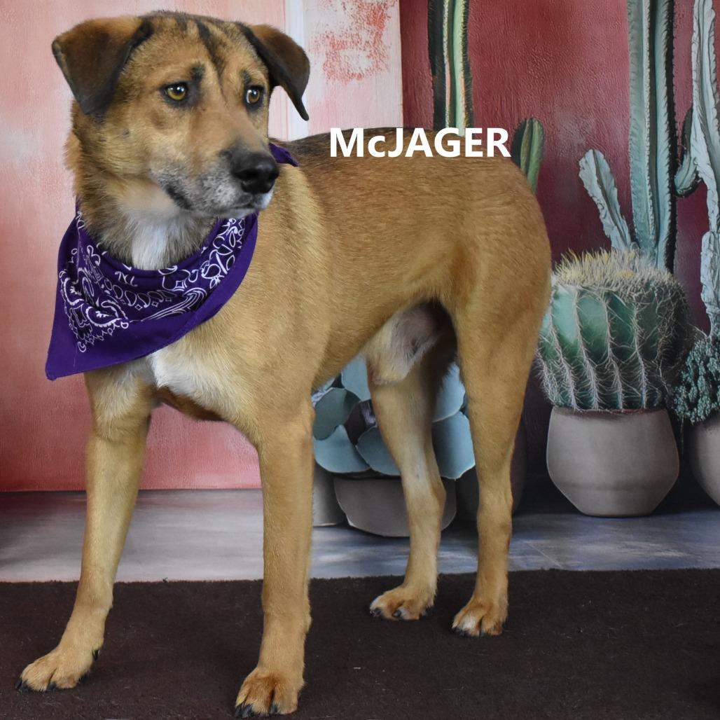 Enlarge McJager, a Adoptable mixed breed in Yuma, AZ image 3/5
