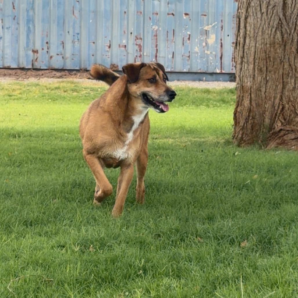 Enlarge McJager, a Adoptable mixed breed in Yuma, AZ image 4/6