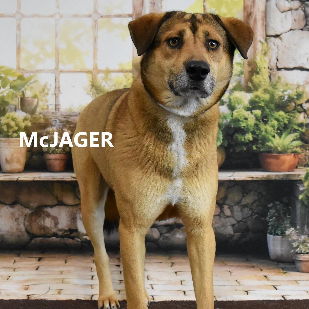 McJager, Adoptable, Adult Male Shepherd & Mixed Breed.
