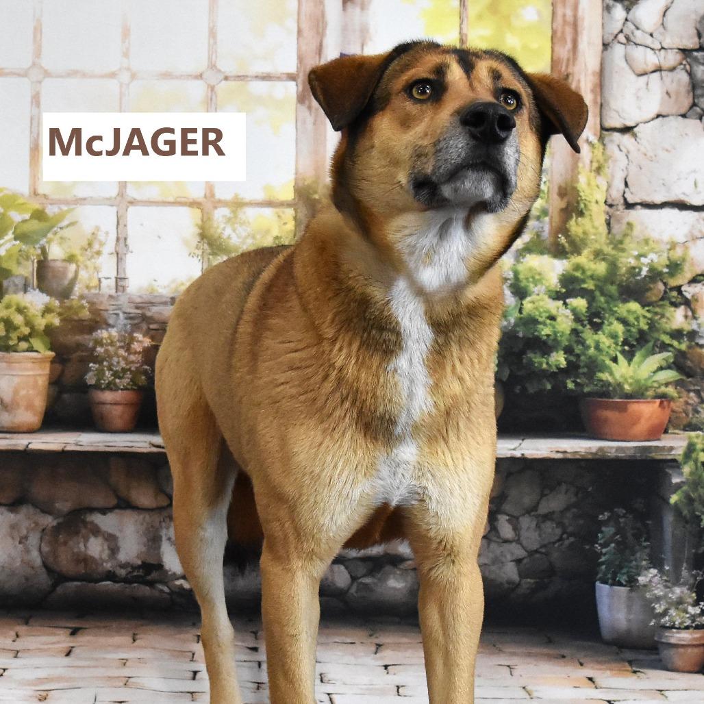 McJager, a Adoptable mixed breed in Yuma, AZ image 2/2