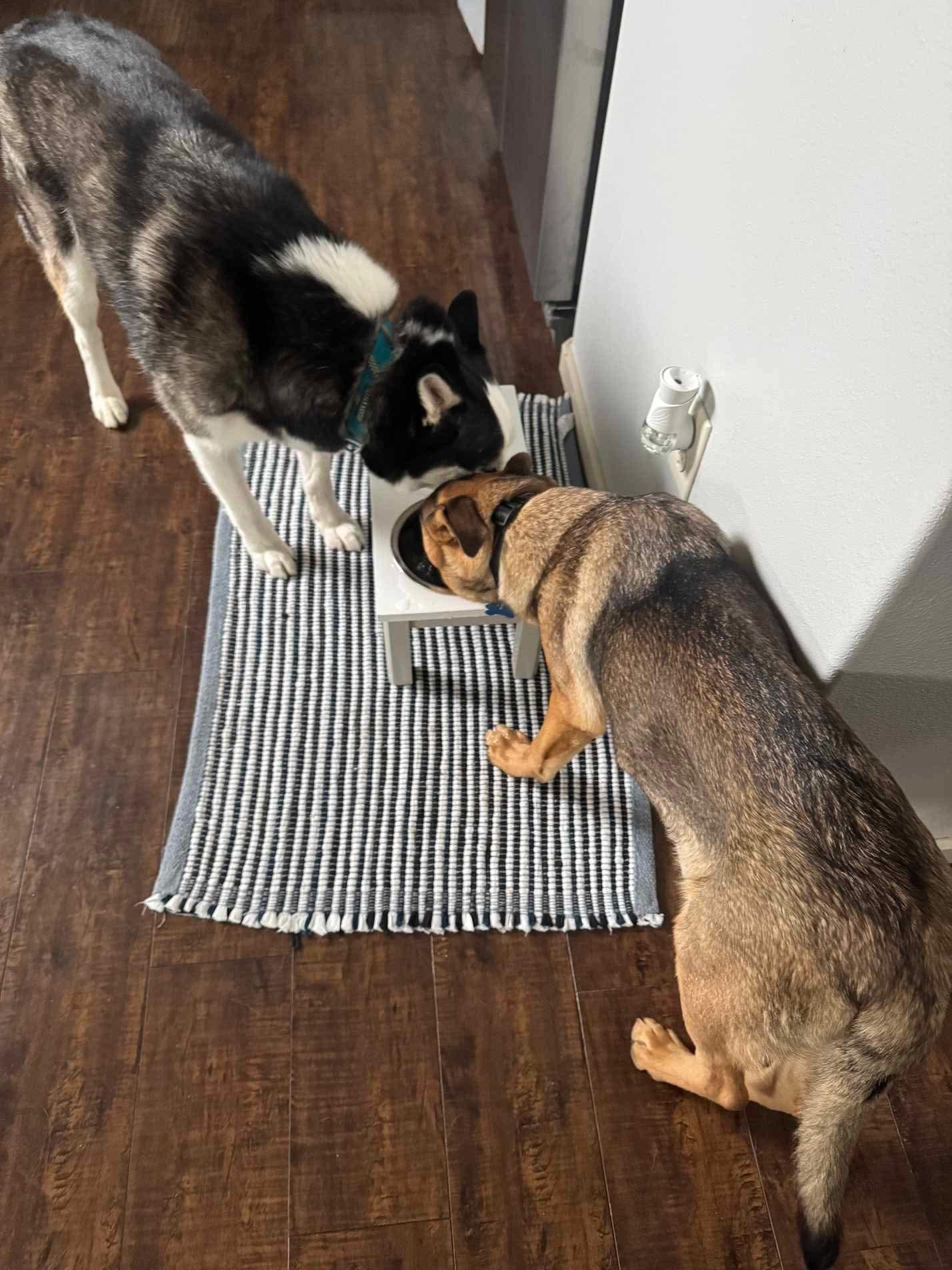 Nicky, a Adoptable mixed breed in Puyallup, WA image 5/6