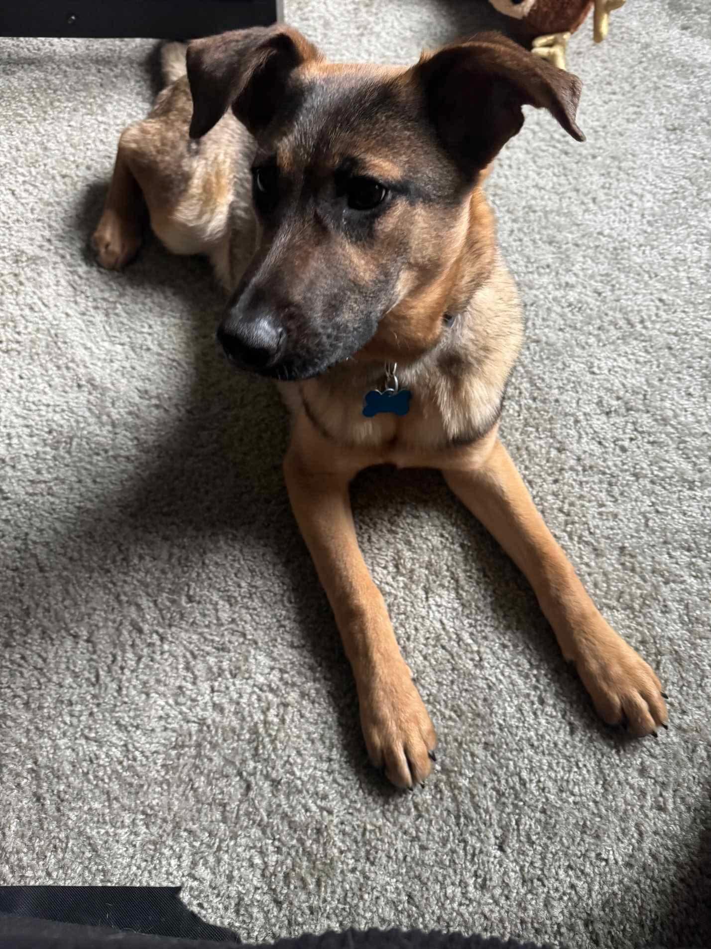 Nicky, a Adoptable mixed breed in Puyallup, WA image 3/6