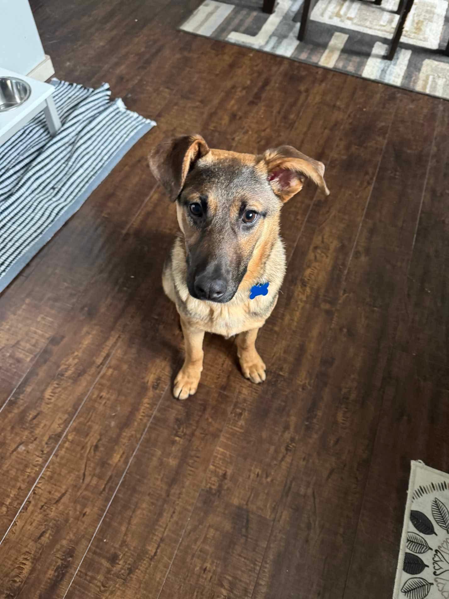 Nicky, Adoptable, Young Male German Shepherd Dog.