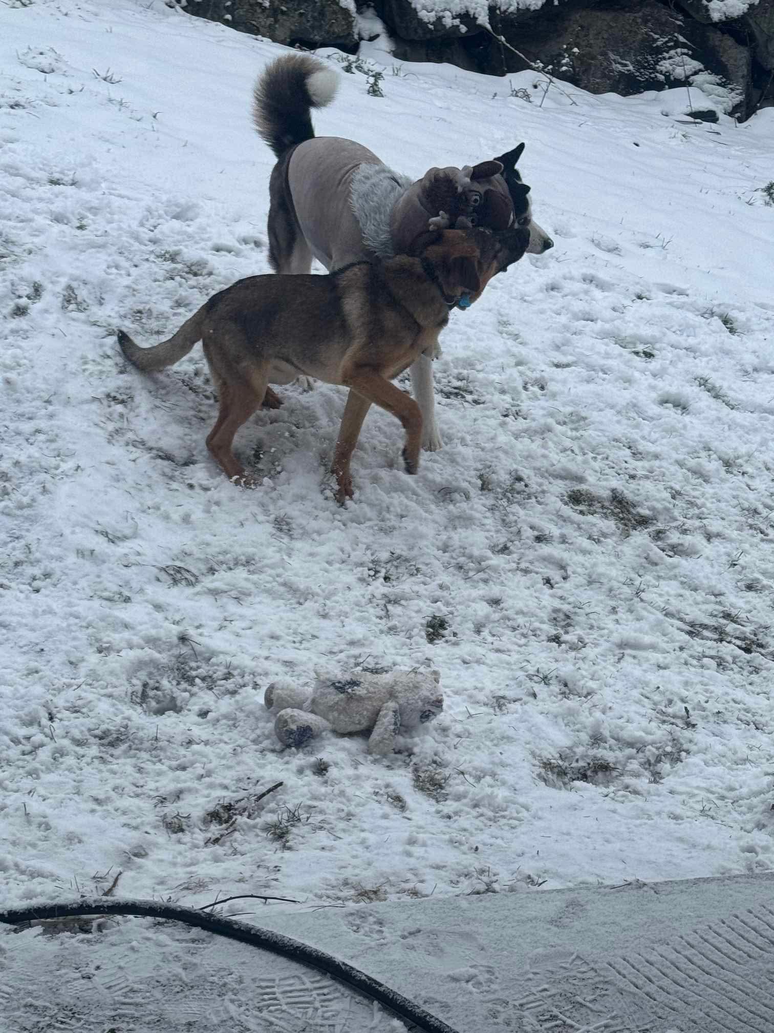 Nicky, a Adoptable mixed breed in Puyallup, WA image 6/6