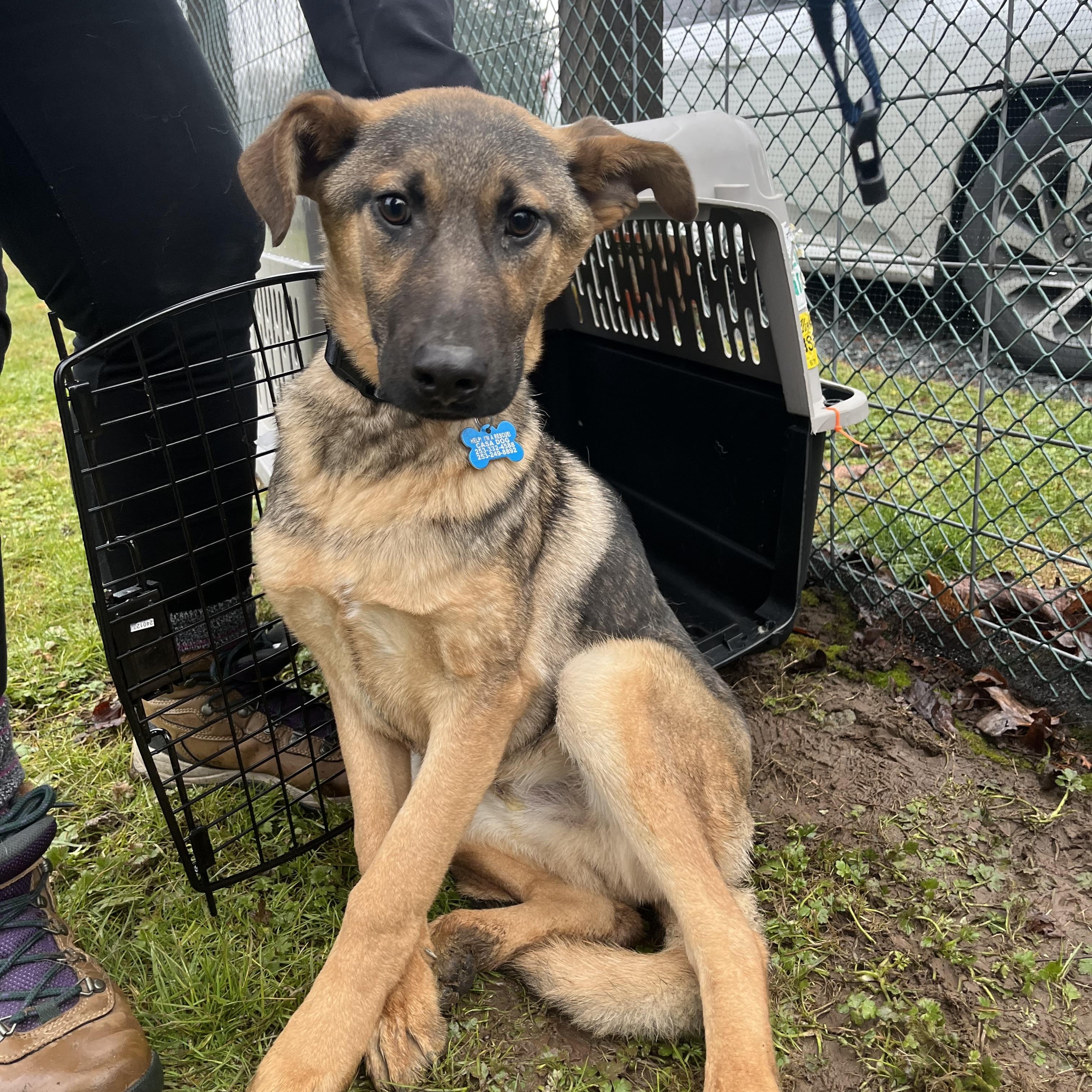 Nicky, a Adoptable mixed breed in Puyallup, WA image 4/6