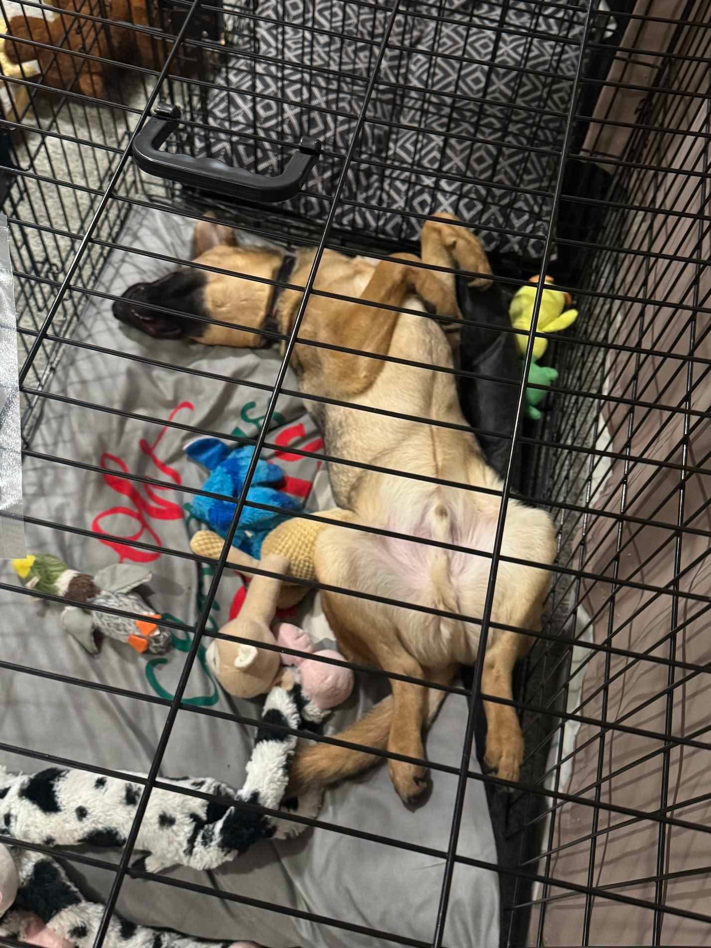 Nicky, a Adoptable mixed breed in Puyallup, WA image 2/6