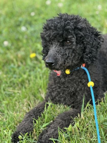 Enlarge Blair, a Adoptable mixed breed in Burlington, WI image 1/2