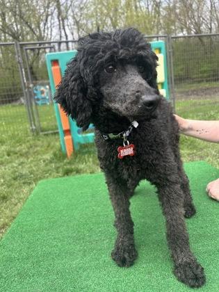 Enlarge Blair, a Adoptable mixed breed in Burlington, WI image 2/2