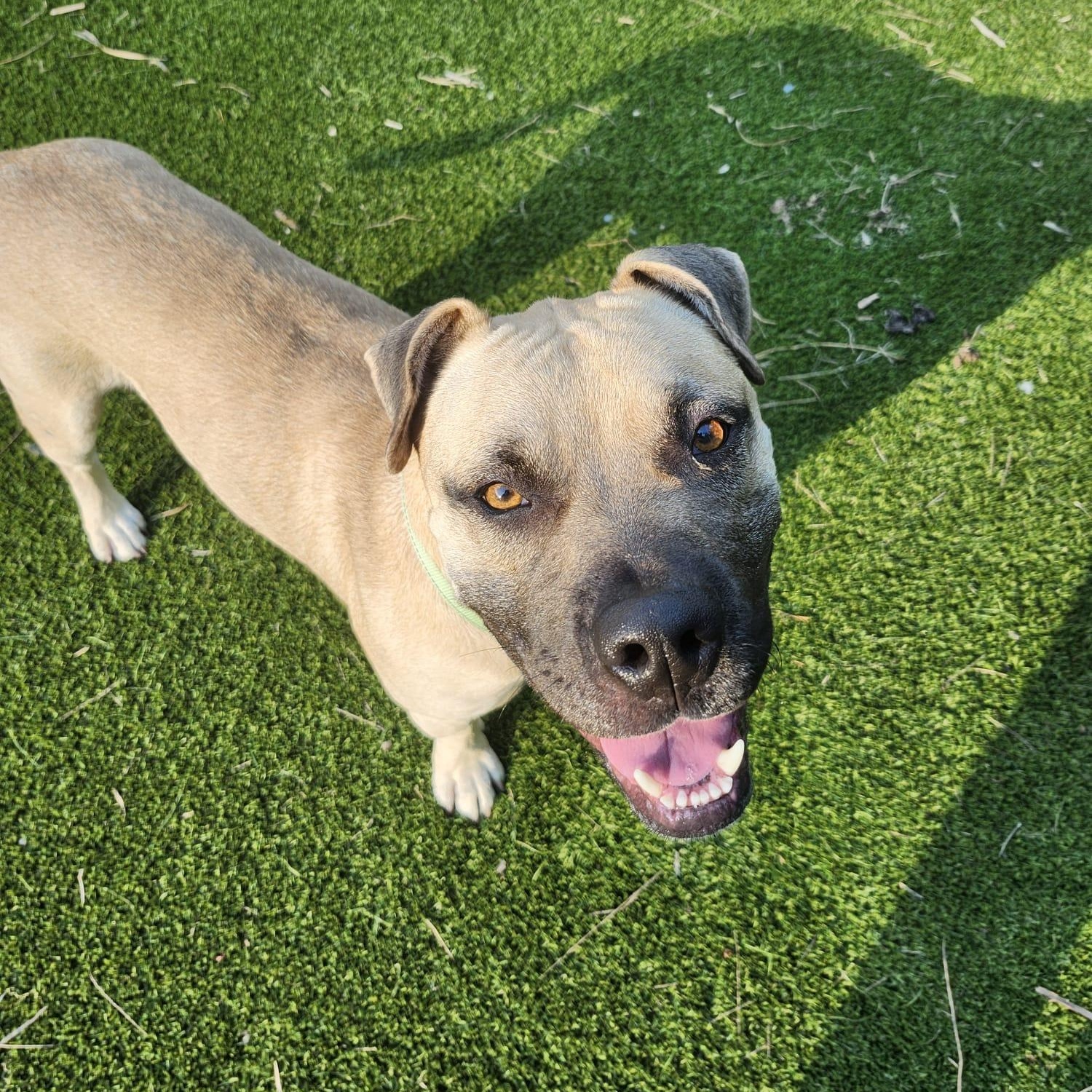 Sultan — thumbnail 4