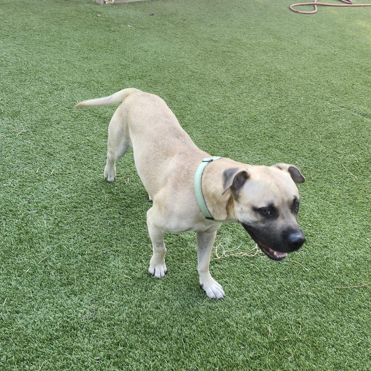 Sultan — thumbnail 5