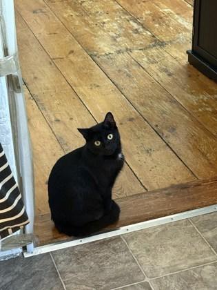 Allie, a Adoptable mixed breed in Gloucester, MA image 1/3