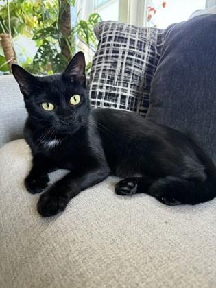 Allie, a Adoptable mixed breed in Gloucester, MA image 2/3