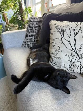 Allie, Adoptable, Young Female Domestic Short Hair.