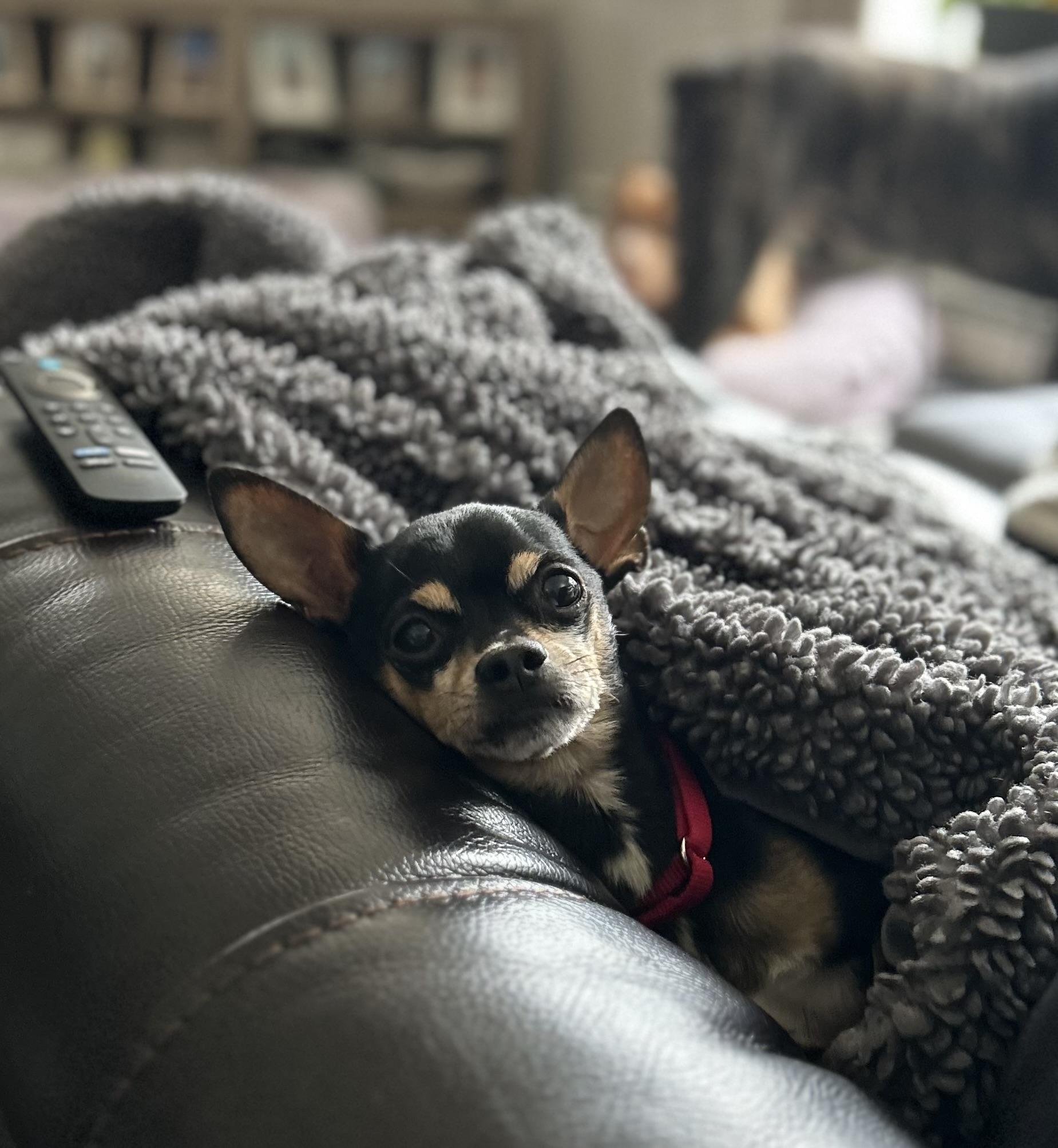 Enlarge Mercy, a ADOPTABLE Chihuahua in Albany, NY image 6/6