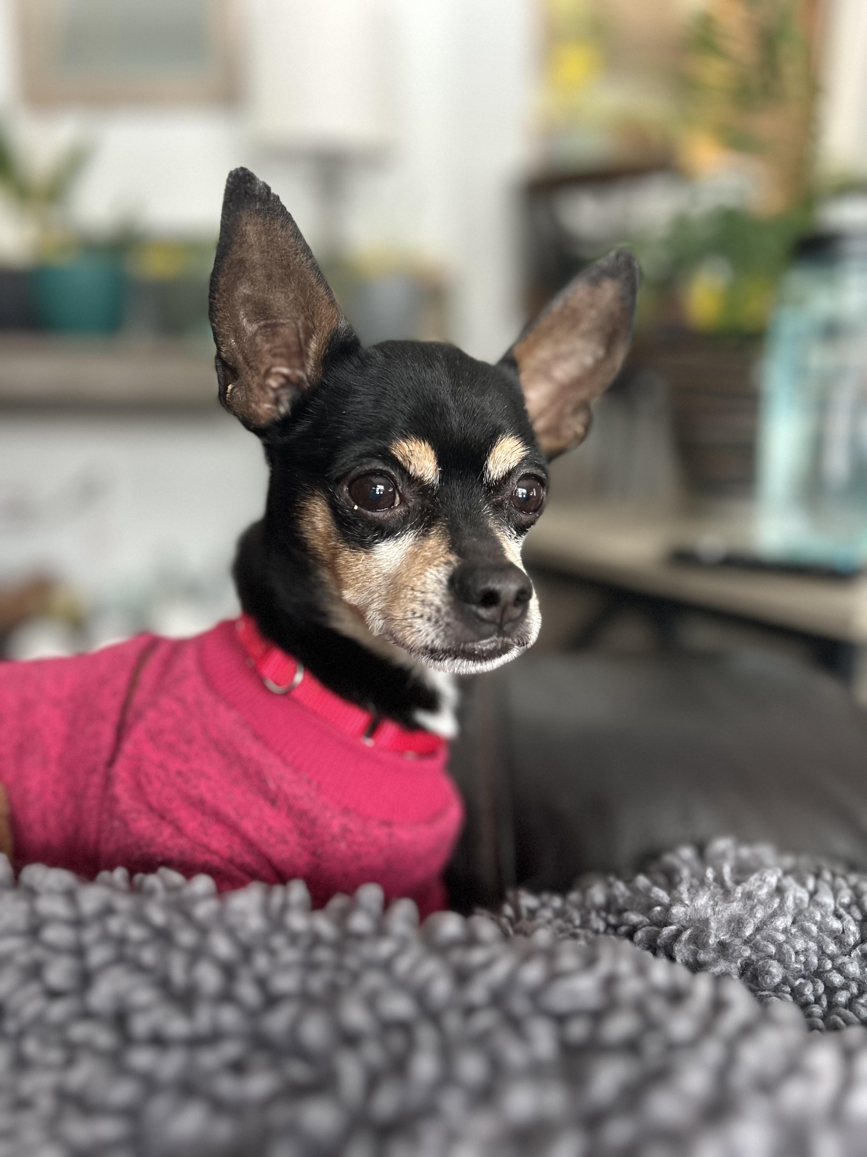 Mercy, a ADOPTABLE Chihuahua in Albany, NY image 1/6