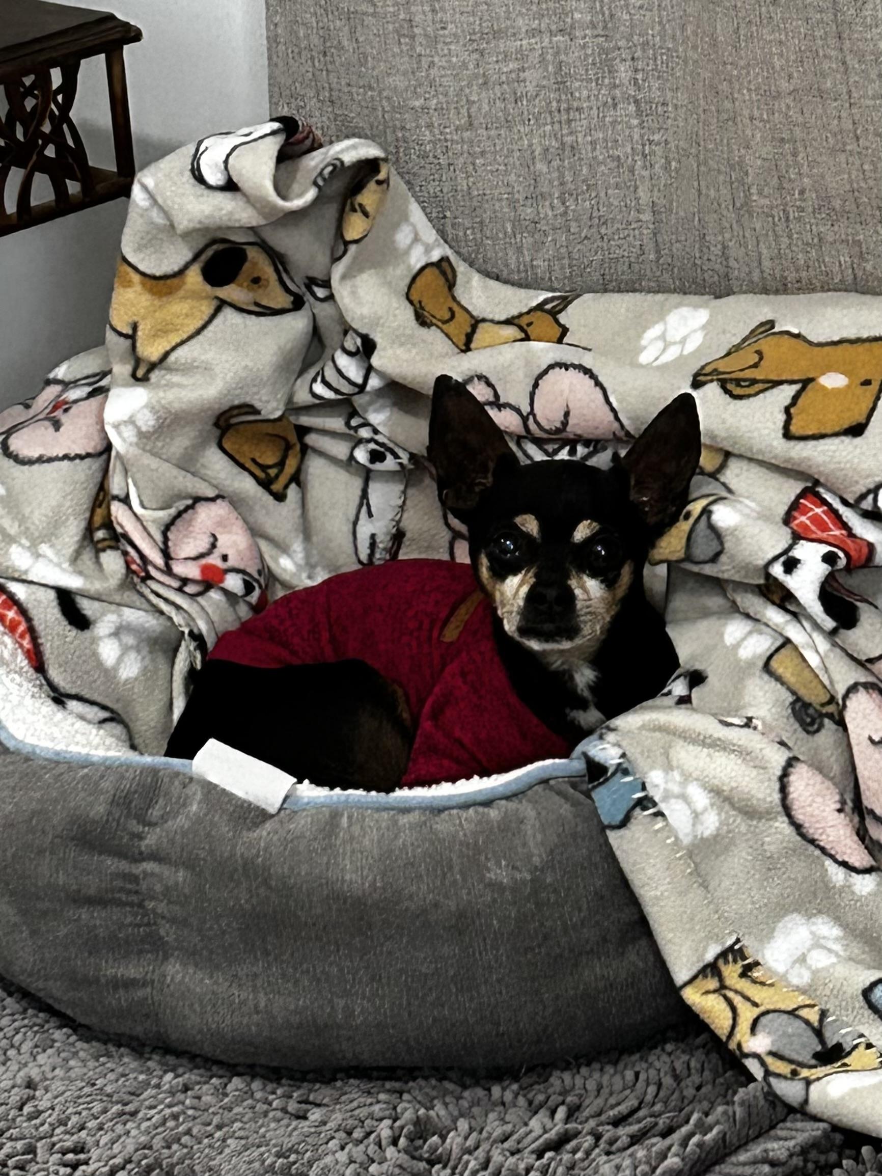 Mercy, a ADOPTABLE Chihuahua in Albany, NY image 4/6