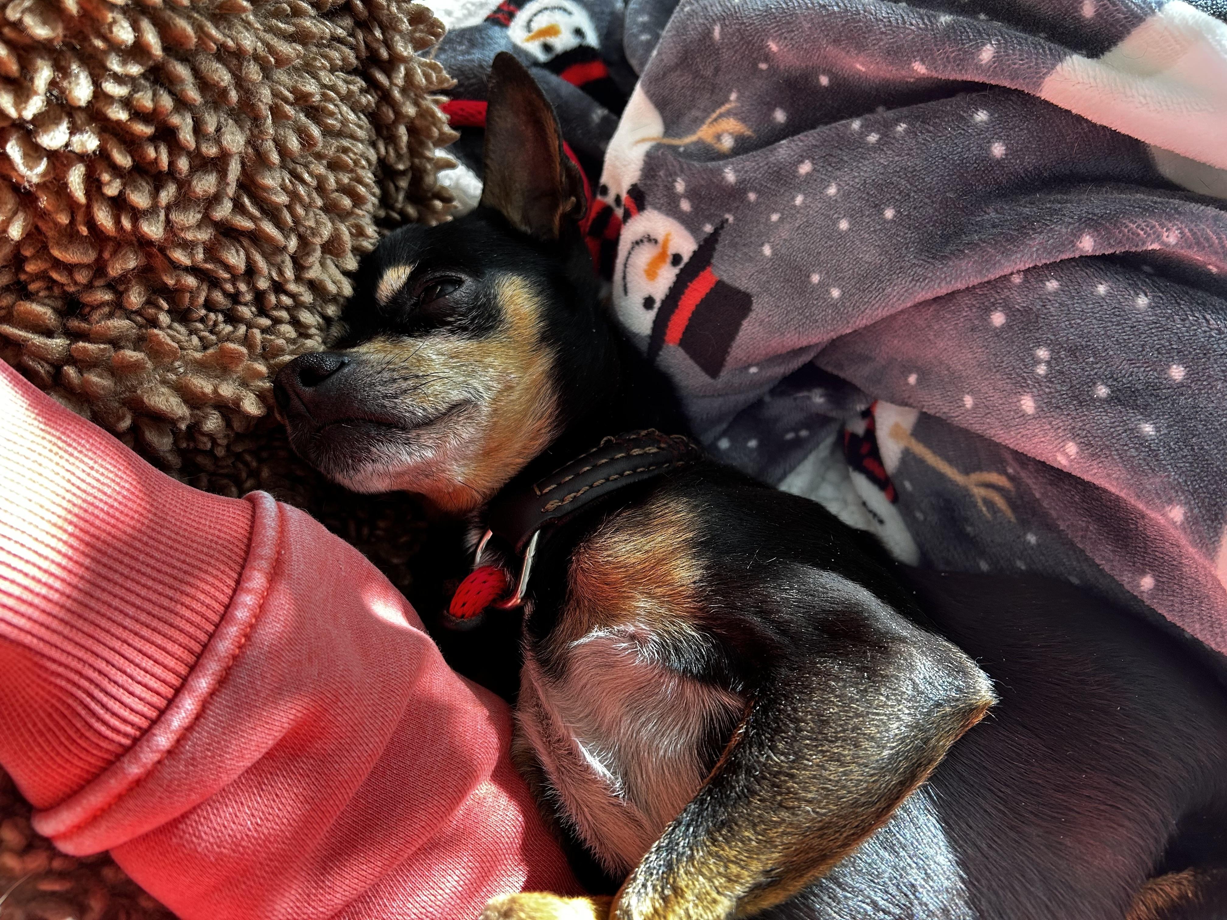 Mercy, a ADOPTABLE Chihuahua in Albany, NY image 5/6