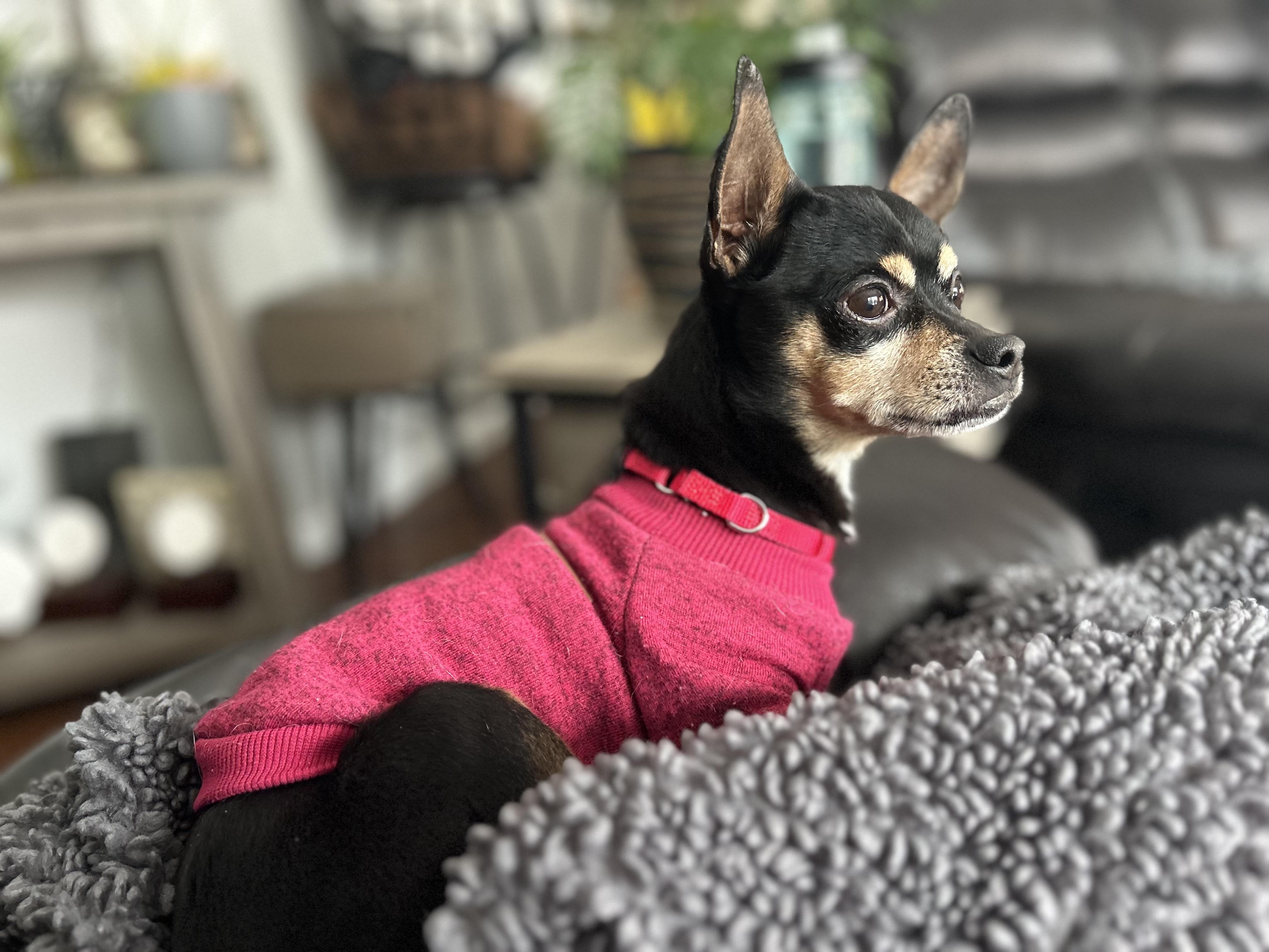 Mercy, a ADOPTABLE Chihuahua in Albany, NY image 3/6