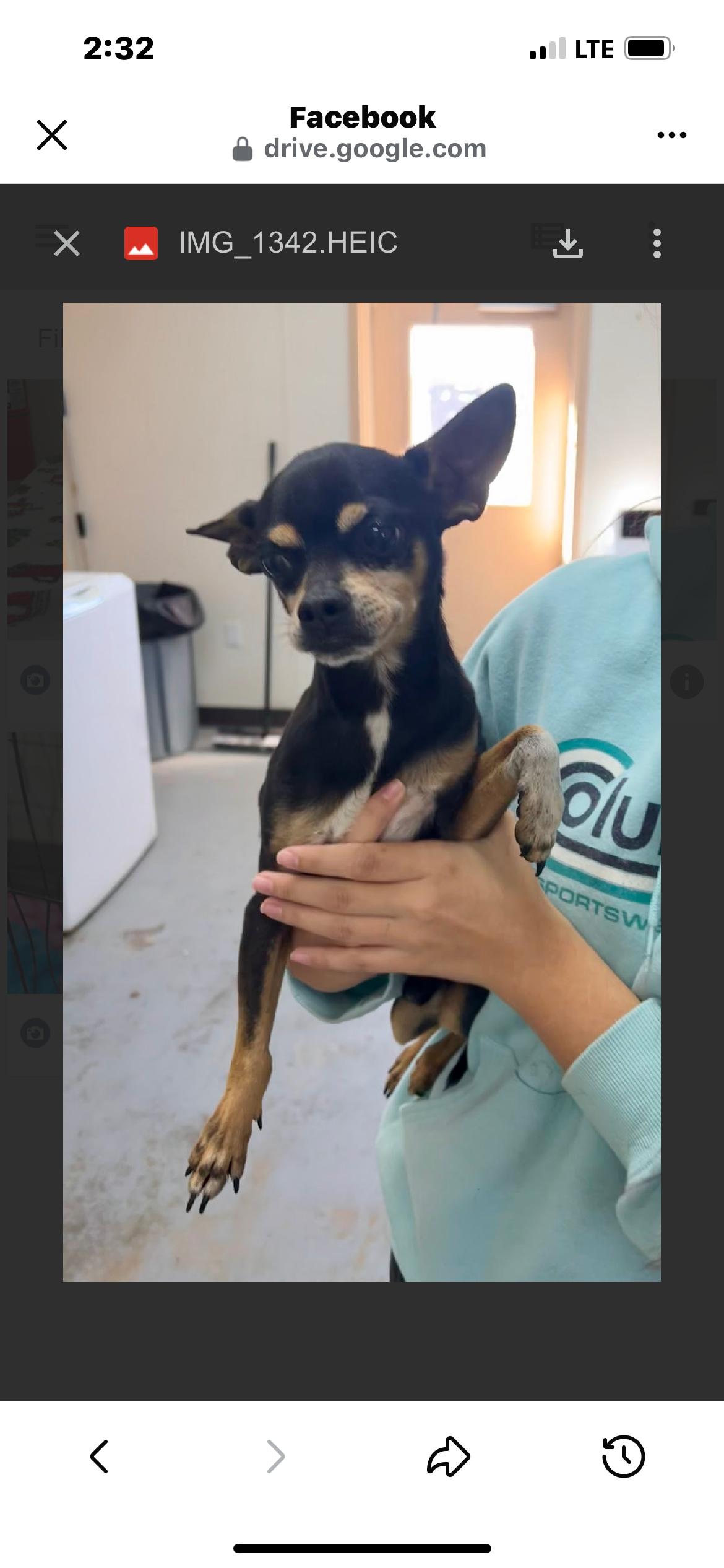 Mercy, a ADOPTABLE Chihuahua in Albany, NY image 2/6